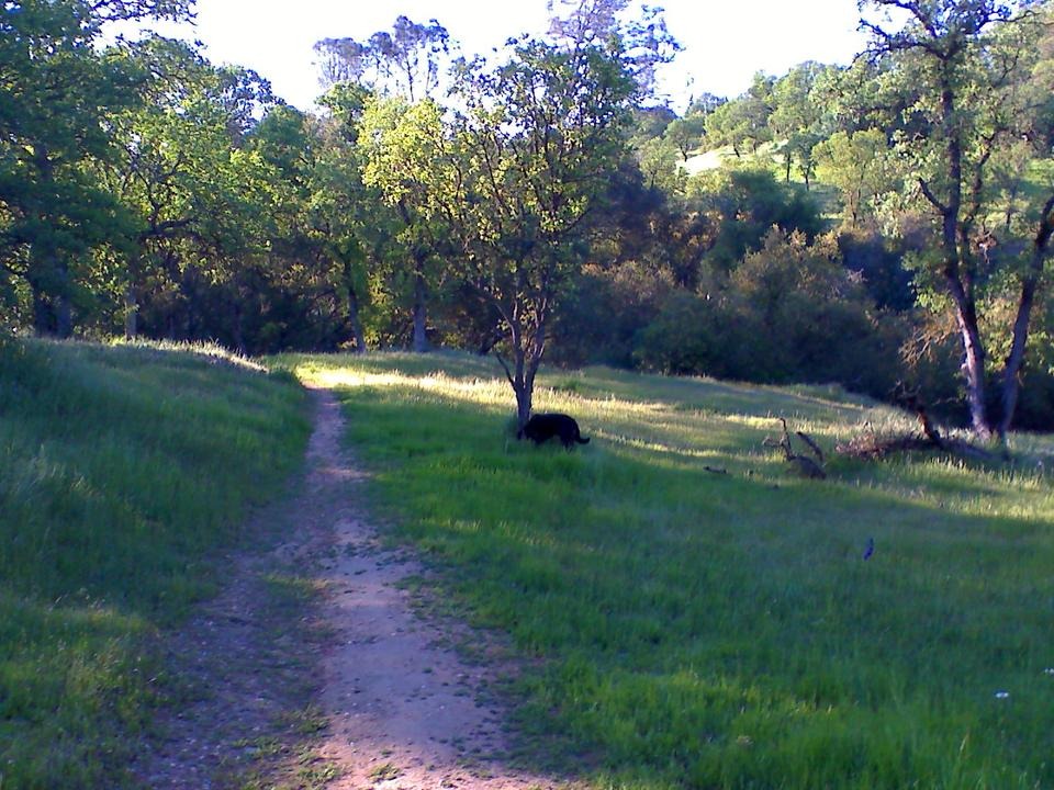 Orangevale, CA: Lily the "Wonder Mutt" on the trail behind Snipes Park