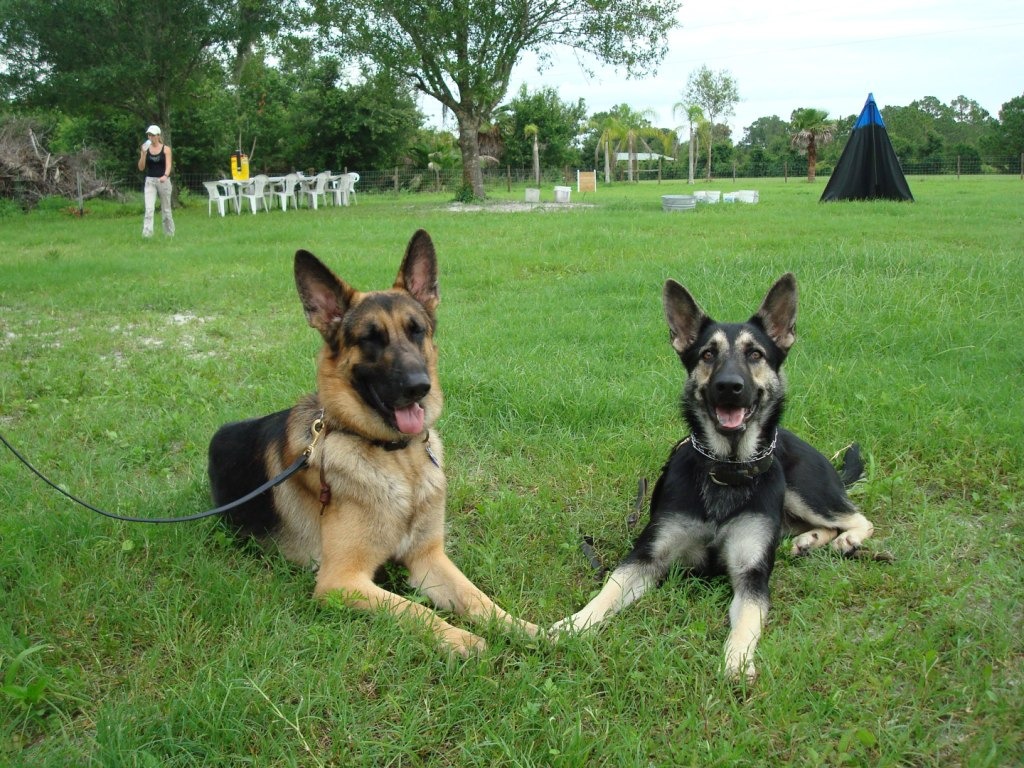 North Fort Myers, FL: Holding paws before training