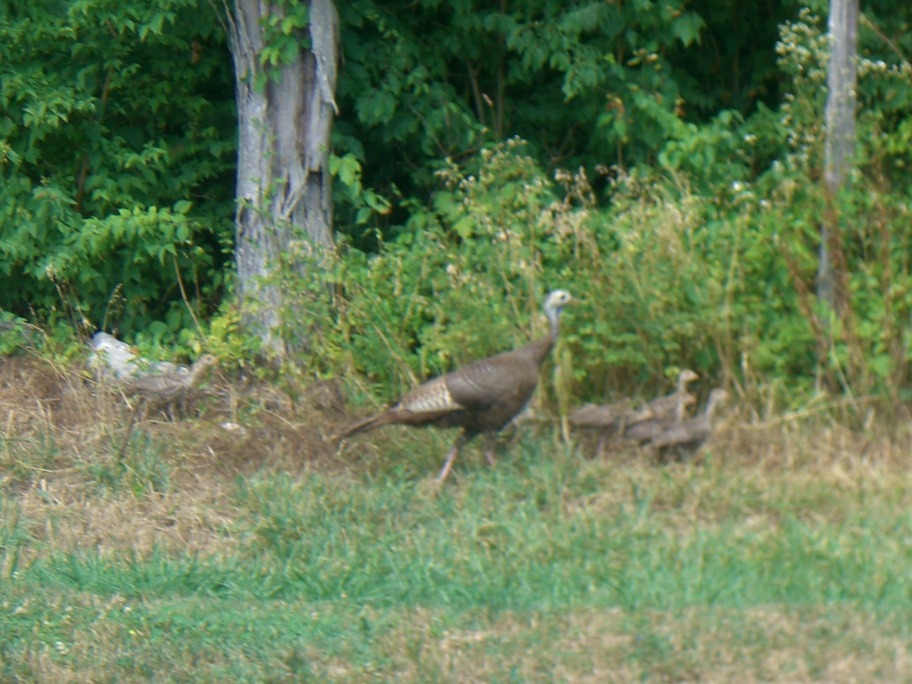 Smyrna, TN: Wild Turkey