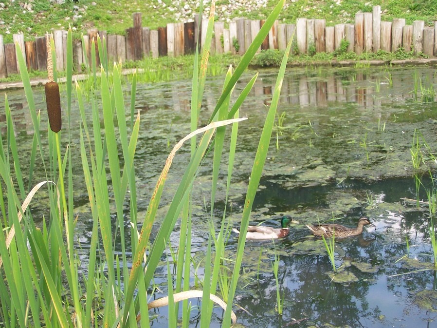 Hopatcong, NJ: ducks in park pond