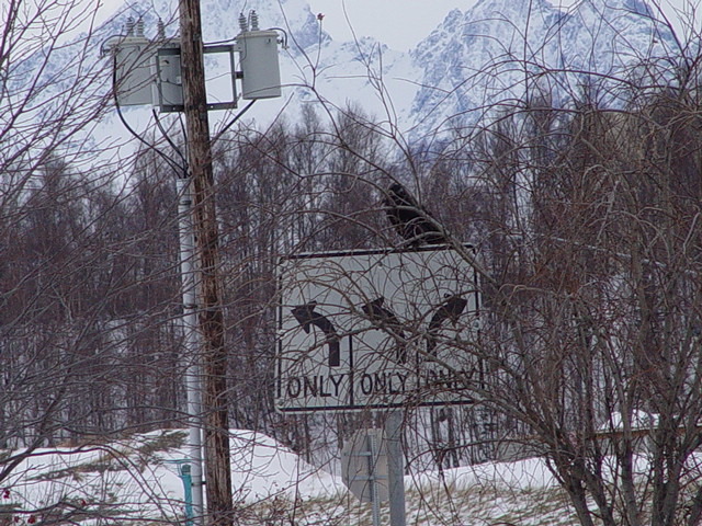Wasilla, AK: raven appearing to direct traffic