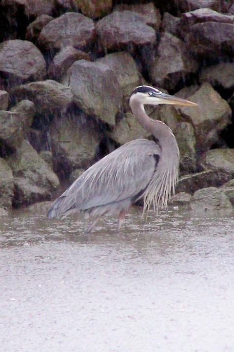 Deal Island, MD: A Great Blue Heron against the shoreline in the rain.
