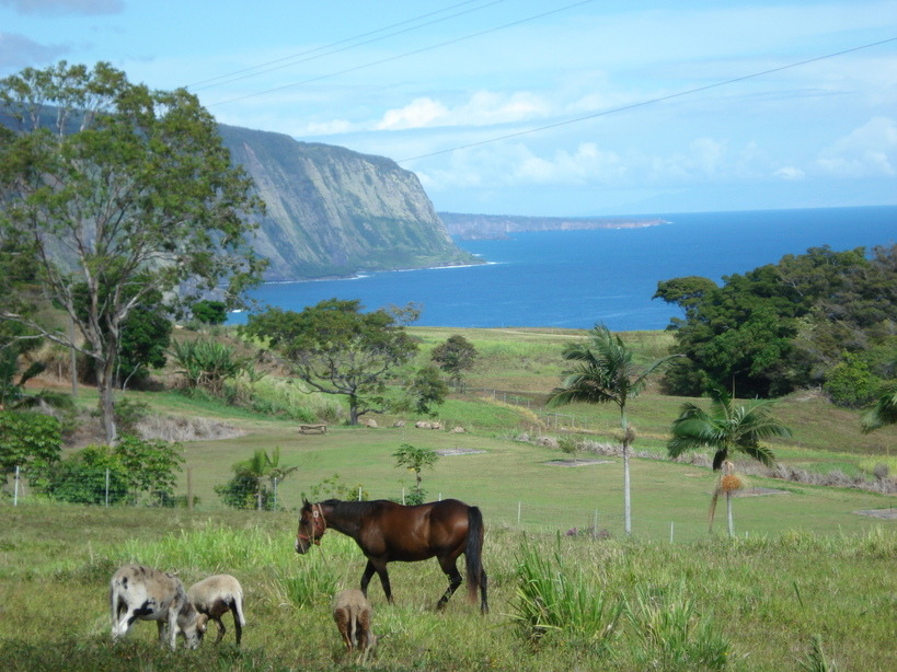 Honokaa, HI Kukuihaele area vista looking north in area of Honokaa