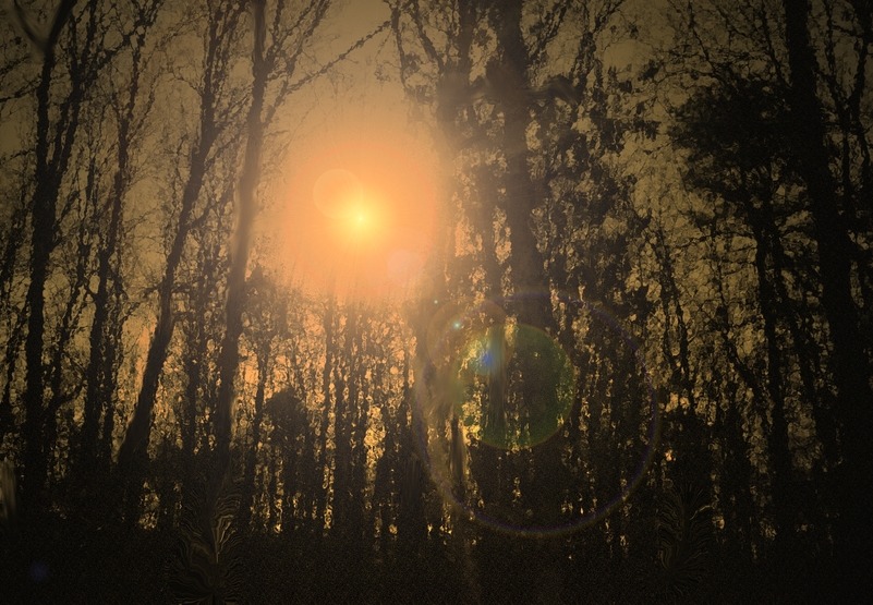 Yaphank, NY: digitally altered view of the woods behind my home in Yaphank