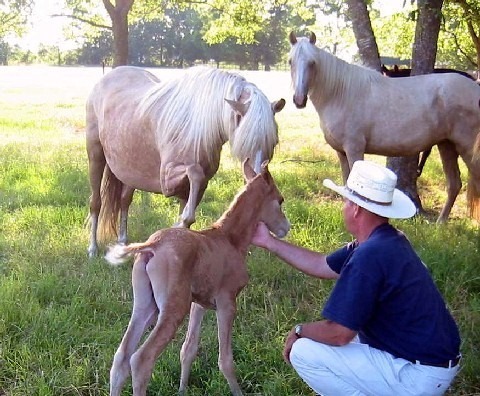 Lake Providence, LA: doctor bailey and his foal crop