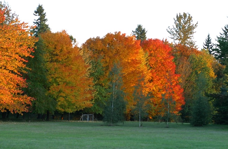 Vancouver, WA: Beautiful Fall Color in Vancouver