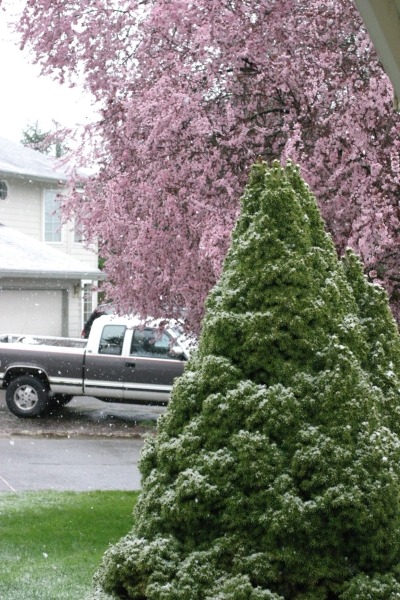 Vancouver, WA: It is not supposed to snow in the springtime in Vancouver, but it did anyway.