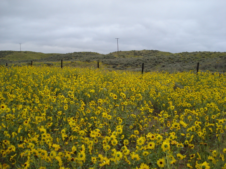 Syracuse, KS: Sunflowers in the sand dunes, south of Syracuse