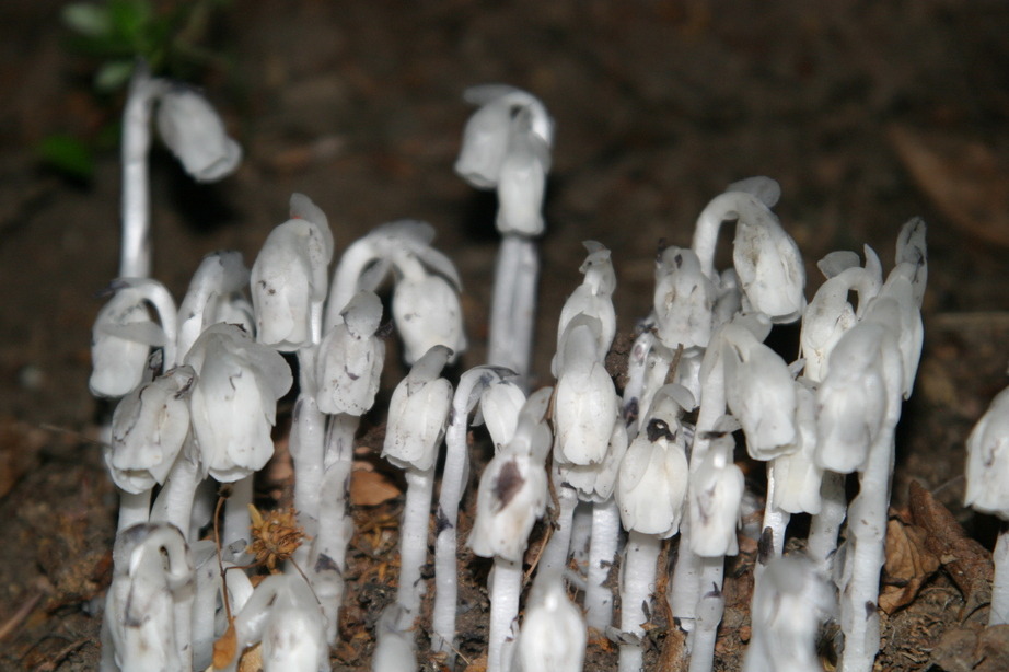 Williamsport, PA: Indian Pipe Flower AKA Corpse Plant.. found in Williamsport woods