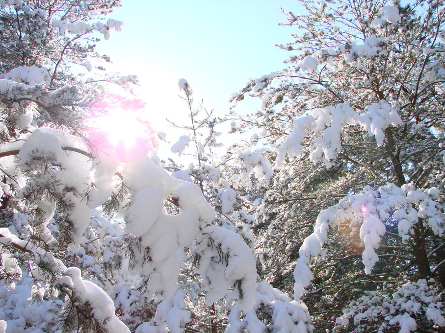 Vineland, NJ: Fresh Snowfall February 2009