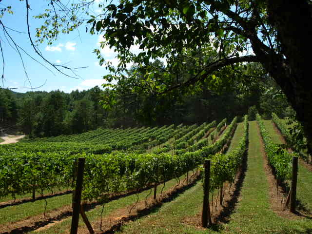 Murphy, NC: wine on the vine @ Vineyard Creek Estates... own a Log Home on a vineyard estate