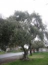 Rio Linda, CA: Olive Trees on Dry Creek Road...