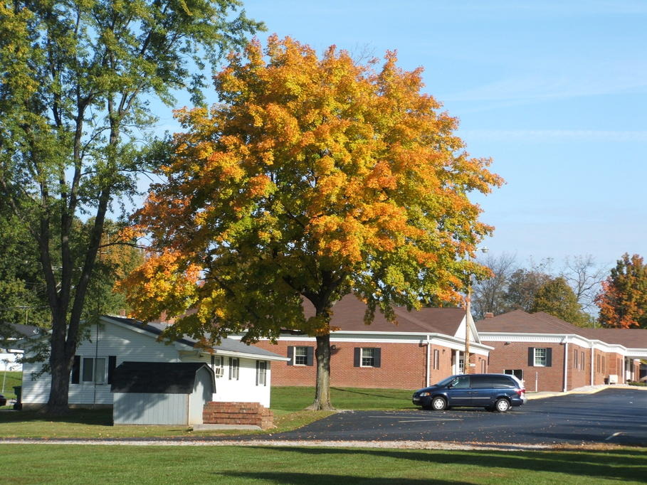 Cloverdale, IN: Tree outside First National Bank
