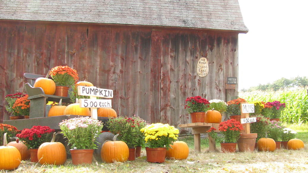 Sterling, CT: Buttercup Farm, Main street, Sterling CT