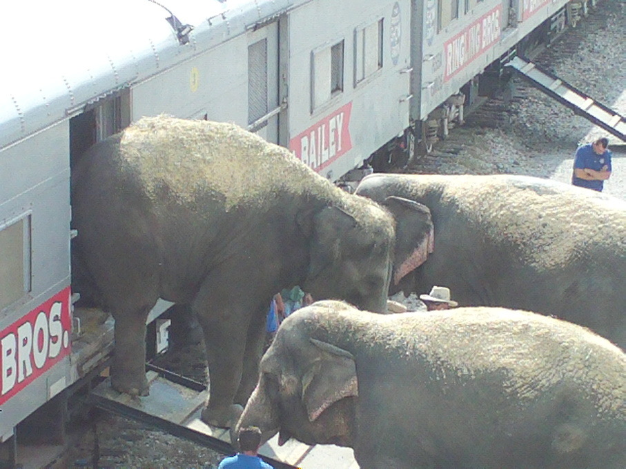 Kansas City, MO: Ringling Bros. Elephants Behind Union Station
