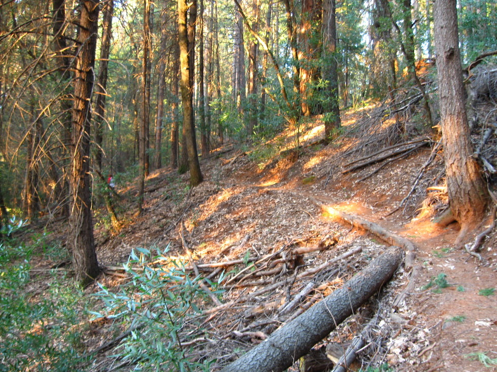 Magalia, CA: Forest Trail