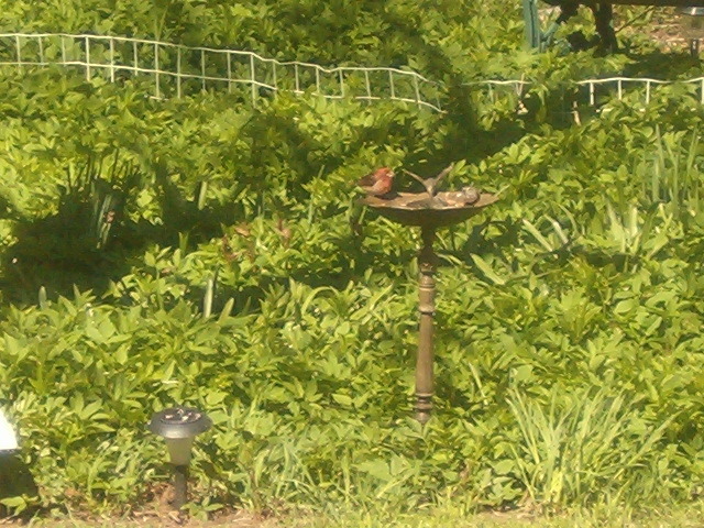 Ontonagon, MI: Backyard Cardinals