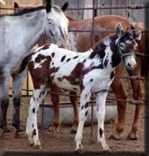 Spur, TX: Appaloosa Mules north of Dickens