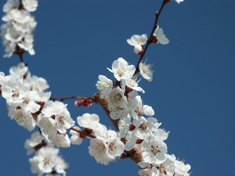 Cottonwood Heights, UT: Spring time in Cottonwood Heights!