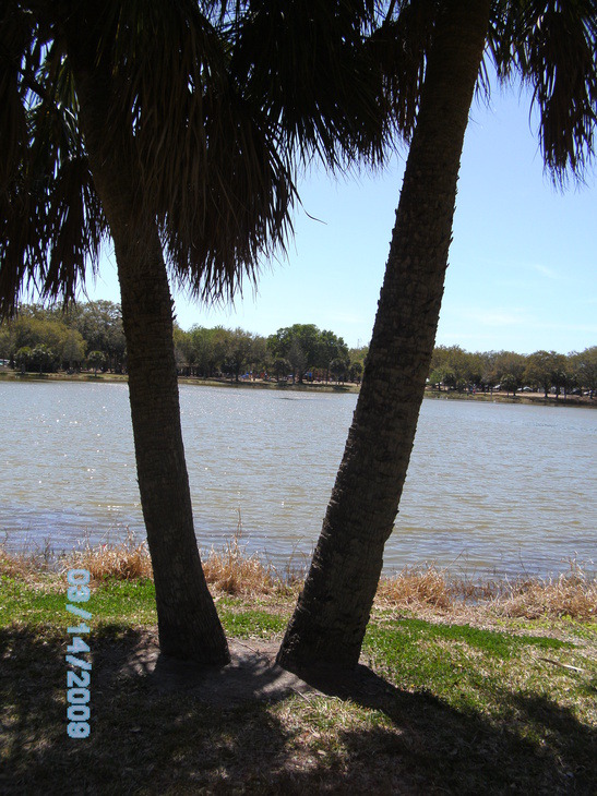 St. Petersburg, FL: at the park