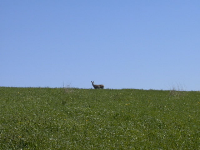 Georgetown, NY: We have Deer