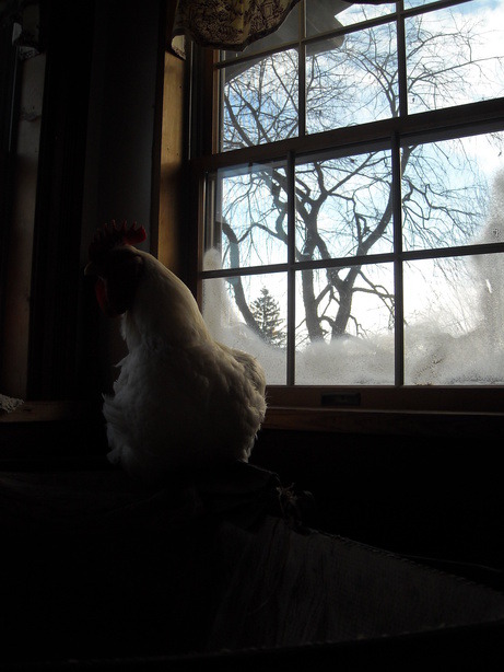 Renovo, PA: Waldorf The Rooster