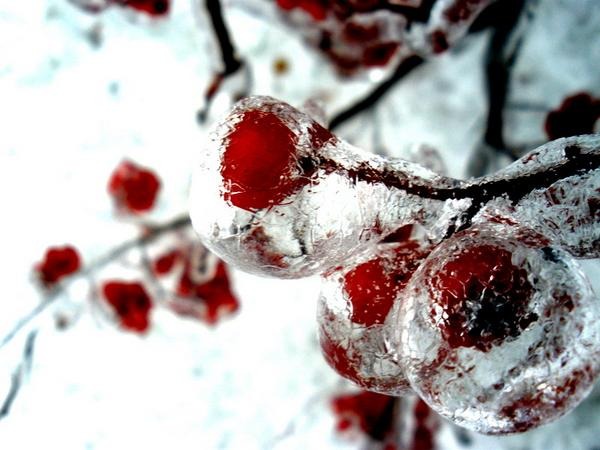 Table Grove, IL: Frozen Berries