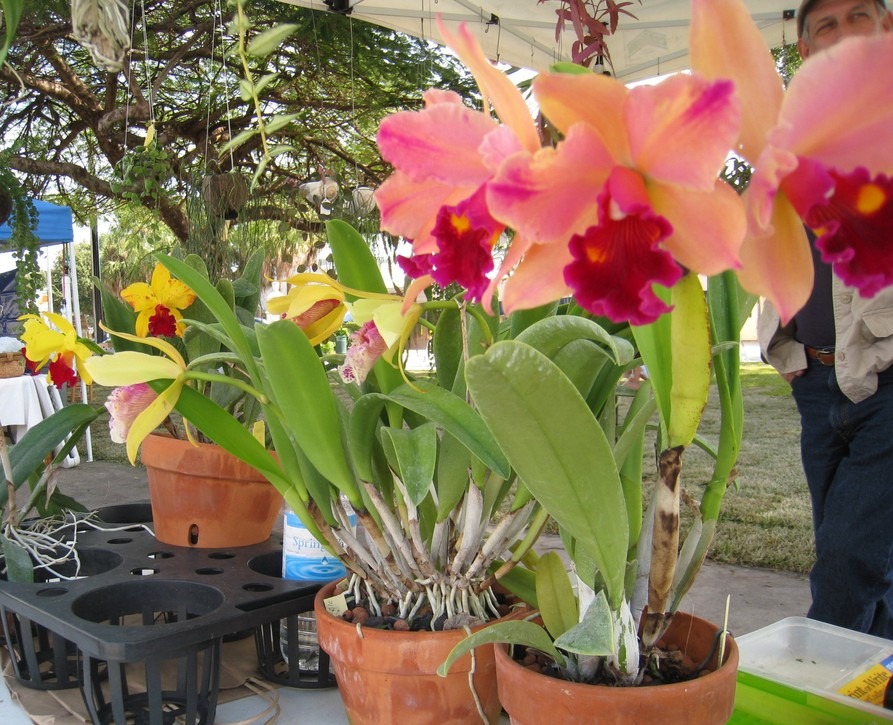 Coral Gables, FL: January Farmers' Market