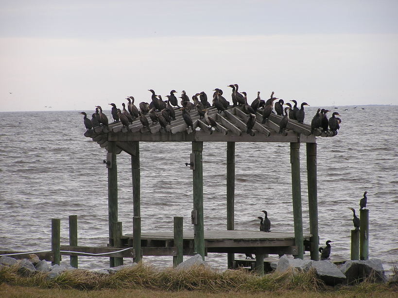 Oriental, NC: Cormorants