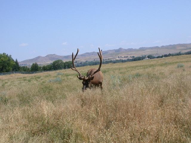 Sheridan, WY: Elk in the City Park