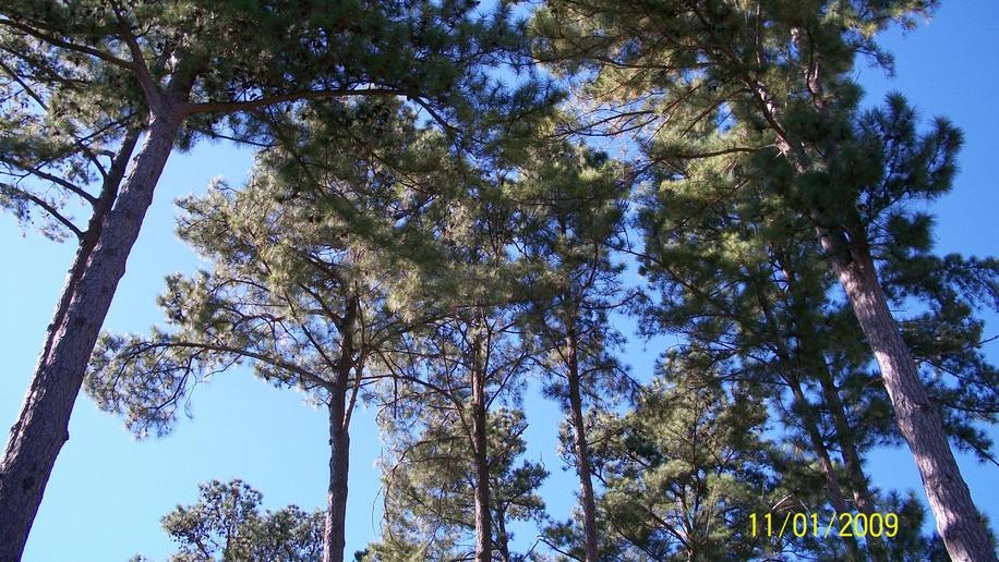 Longview, TX: A view of some pretty Longview pine trees.