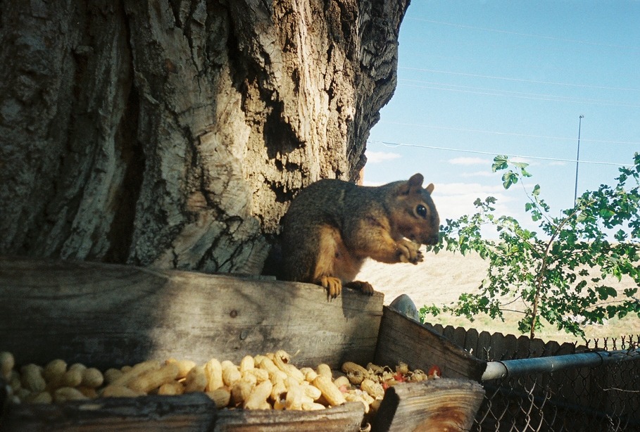 Salt Creek, CO: Our friend the squirrel on Roselawn Road