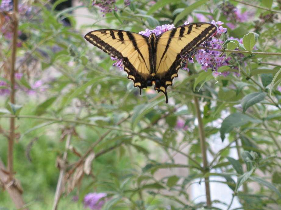 Mariposa, CA: Swallowtail butterfly near the Courthouse