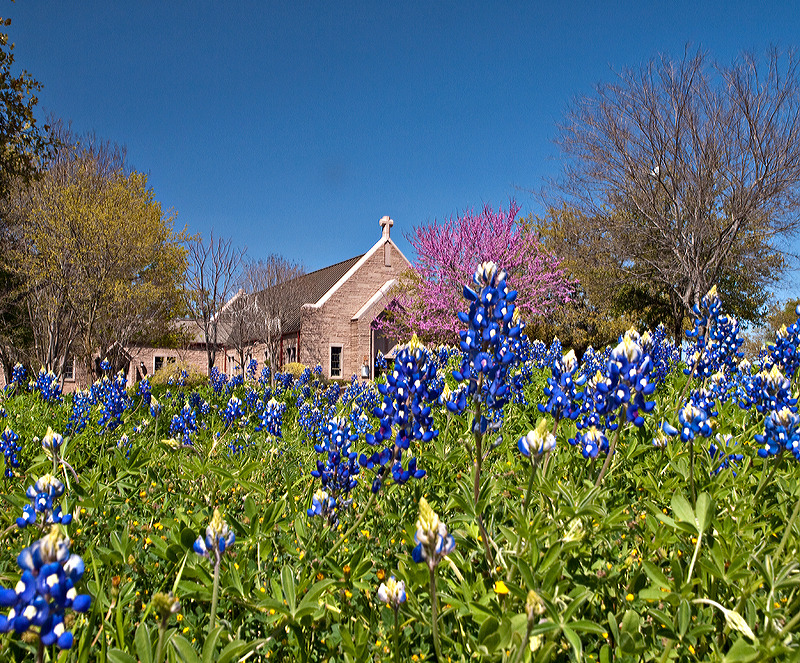 Marble Falls, TX: Bluebonnet wildflowers outside a church in Marble Falls
