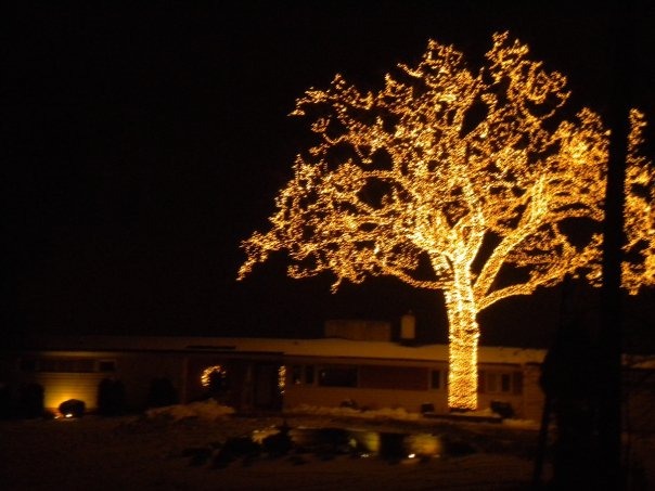 Bloomington, MN: The Big Tree. The owners light up every branch every Christmas season