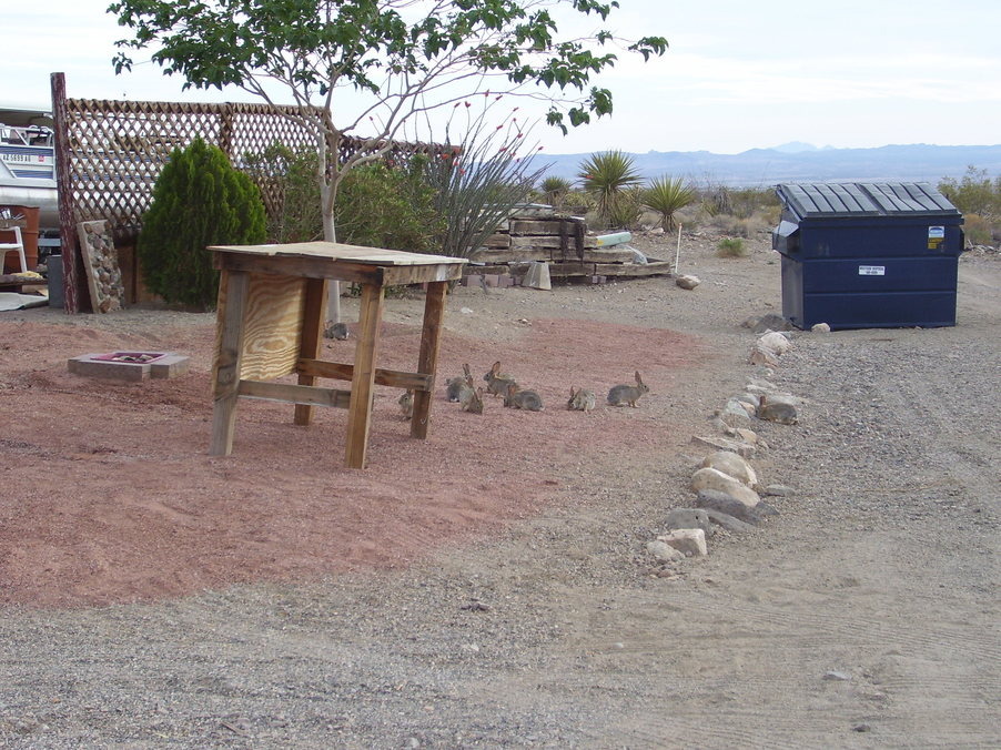 Dolan Springs, AZ wildlife photo, picture, image (Arizona) at city