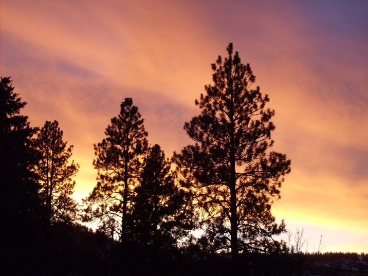 La Grande, OR: Sunset through the Pines - my home in S. La Grande, OR