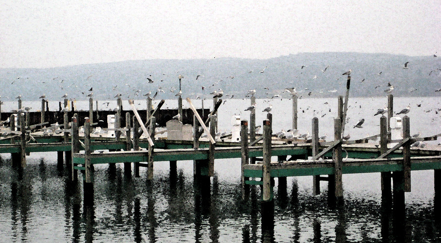 Munising, MI: 11/24/09 Seaguls Rule!