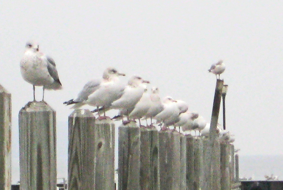 Munising, MI: 11/24/09 Seaguls Rule! - The Lookout