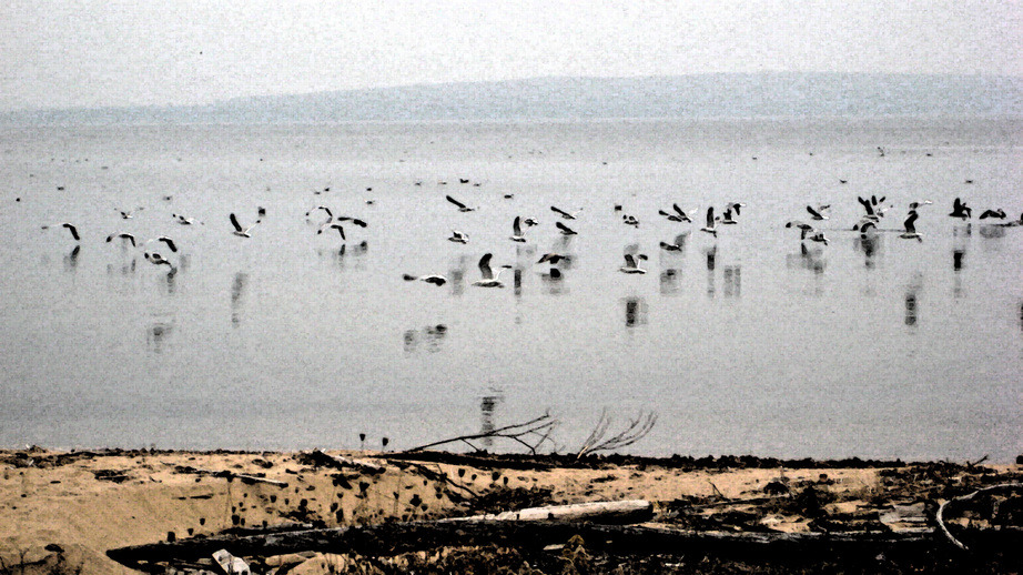 Munising, MI: 11/24/09 Seaguls Rule! - The Congregation