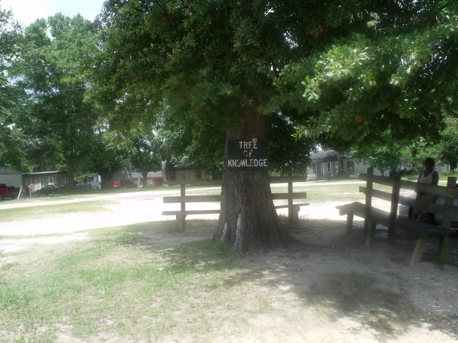 Broxton, GA: the tree of knowledge