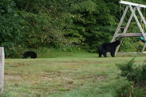 Jackson, NH: Bears on the playground at Eagle Mountain House & Golf Club 2009