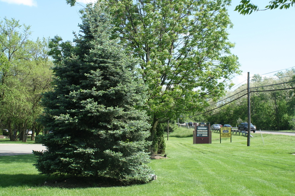 Fairfield, OH: PHOTO OF PUBLIC LIBRARY, TREE AROUND V. GREEN