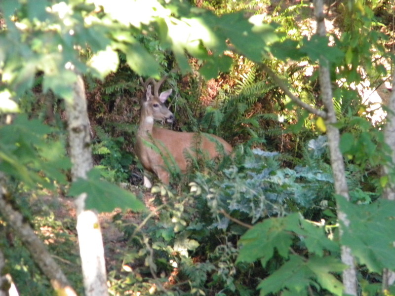 Carbonado, WA: in my back yard