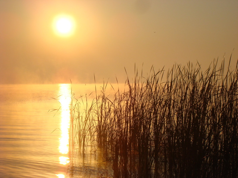 Suamico, WI: Golden Suamico scape