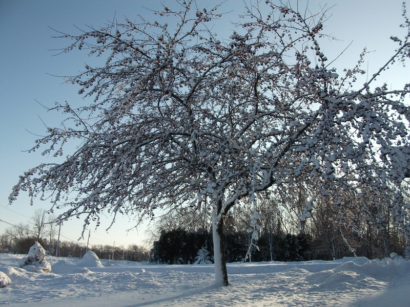 Suamico, WI: Winter wonderland