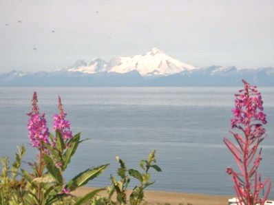 Kasilof, AK: Fireweek and view over Cook Inlet