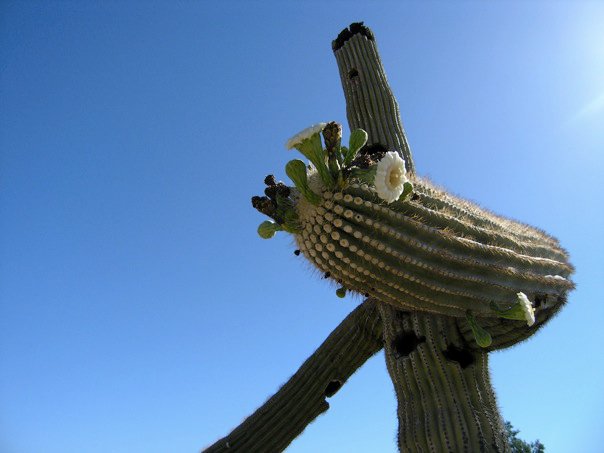 Phoenix, AZ: Saguaro in west Phoenix