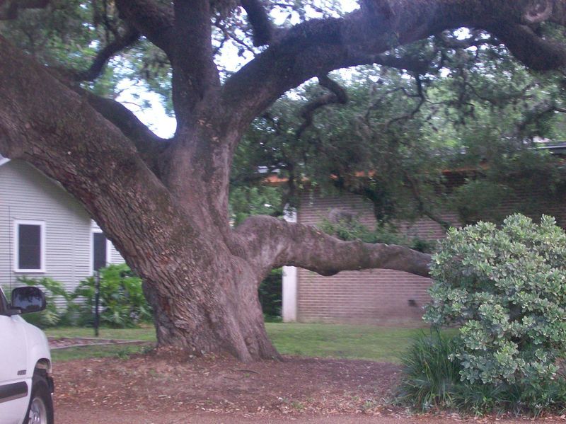 Columbus, TX: tree in columbus tx