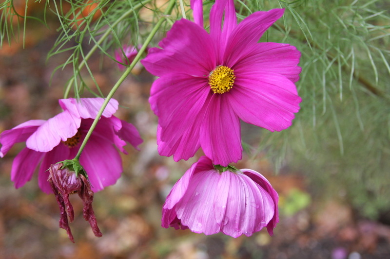 East Sandwich, MA The Last Cosmo... photo, picture, image
